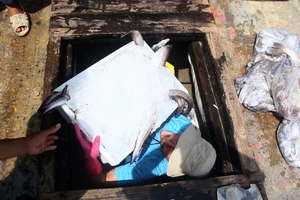 Ngư dân miền Trung 'gác chèo, treo lưới' vì bão giá xăng dầu