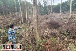 Phá rừng của dân, nguyên bí thư xã bị khởi tố