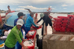 1 ngư dân Quảng Bình trúng đậm luồng cá 250 tấn bán được 2,4 tỉ đồng