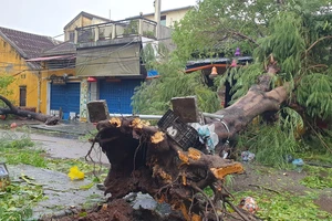 Bão số 4 quật cây cối ngã đổ la liệt trên đường phố miền Trung 