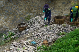 Cá chết trắng kênh Đa Cô ở Đà Nẵng