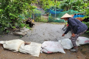 Bùn đất, gốc cây bị nước mưa cuốn từ Cụm Công nghiệp Cẩm Lệ tràn xuống khu dân cư. Ảnh: MINH TRƯỜNG.