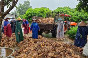 Hơn 13.000 con gà chết chất đống chỉ sau vài giờ lũ quét qua