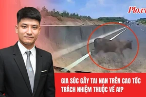 Gia súc chạy vào đường cao tốc gây tai nạn: Ai chịu trách nhiệm?