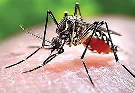 Nguy cơ bệnh sốt rét bùng phát ở Phú Quốc