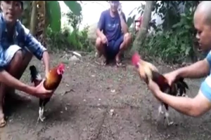 Khởi tố 2 thanh niên đăng tải clip đá gà ăn tiền