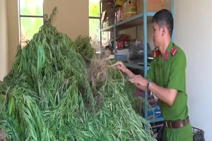 Phát hiện 1 'trang trại cần sa' ở Hậu Giang