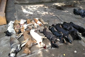 Nam thanh niên chở 15 con chó, mèo chết nghi là ăn trộm