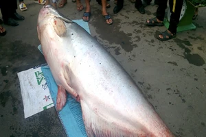 Bắt được cá tra dầu 'khủng' dài 2,5 m, nặng 240 kg 