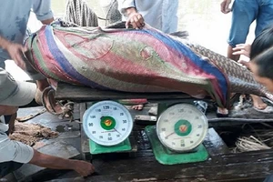 Bắt được cá hô vàng 125 kg ở sông Tiền