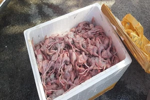 Hơn 700 kg thịt gà, chim cút 'lậu' suýt tuồn vào miền Tây