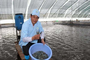 Thu hoạch tôm siêu thâm canh ở Bạc Liêu