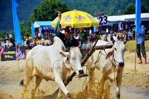 Những màn tranh tài đầy kịch tính ở Hội đua bò Bảy Núi 