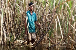 Hậu Giang thu mua mía cho bà con vùng ngập
