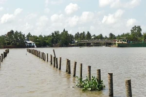 Nhiều cọc dừa bất thường ở sông Cổ Chiên gây chìm ghe lúa