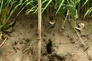 Dùng điện bẫy chuột, chủ ruộng tử vong