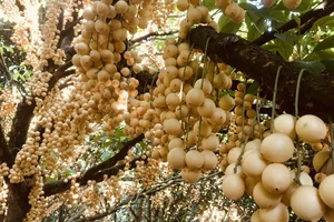 Thoải mái 'check-in' trong vườn dâu rộng 5 ha ở miền Tây