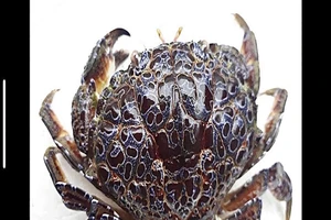 Hôn mê sâu sau 10 phút ăn 2 chiếc càng cua lạ