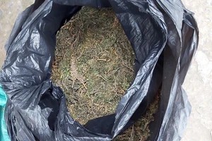 1 phụ nữ mua 4 kg cần sa từ Campuchia về Việt Nam bán