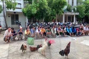 An Giang: Triệt xóa điểm đá gà lưu động