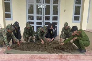 An Giang: Phát hiện 12 kg thảo mộc nghi là cần sa