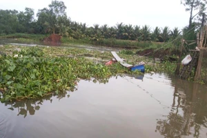 Vĩnh Long: Bờ sông Cổ Chiên bất ngờ sạt lở