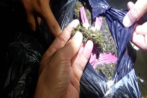 Liên tiếp phát hiện vận chuyển cần sa khô qua biên giới An Giang