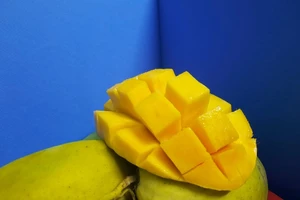 Xoài cát Hòa Lộc rớt giá thê thảm