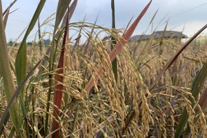 An Giang bàn giải pháp vận chuyển, tiêu thụ 1,3 triệu tấn lúa 