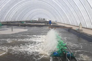 Mô hình nuôi tôm trong nhà kính của Tập đoàn Việt Úc . Ảnh: HD