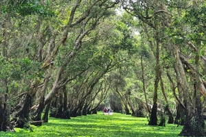  Rừng tràm Trà Sư sẽ là điểm du lịch đẳng cấp quốc tế?