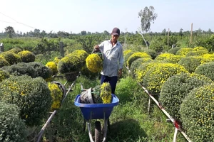 Thủ phủ hoa miền Tây tấp nập, hàng triệu giỏ hoa sắp ra chợ 