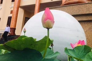 Đồng Tháp sẽ xác lập kỷ lục 200 món ăn chế biến từ sen