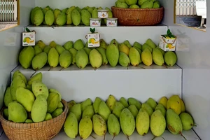 Xoài Đồng Tháp chinh phục thị trường quốc tế