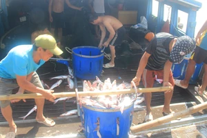 An Giang: Mở rộng xuất khẩu sang thị trường mới và khó tính