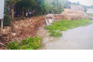 Đồng Tháp có gần 6.000 hộ dân đang sống trong vành đai nguy cơ sạt lở