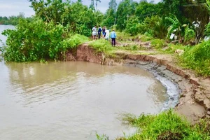Vĩnh Long đầu tư 17 tỉ gia cố khẩn cấp nhiều đoạn bờ bao sạt lở