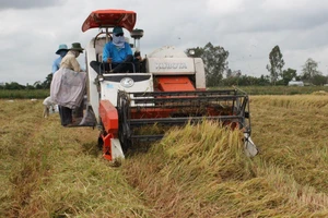 ĐBSCL: Cây lúa không thể đi một mình mà phải kết hợp với cây trồng khác 