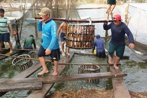 Sắp diễn ra lễ hội cá tra tại Đồng Tháp