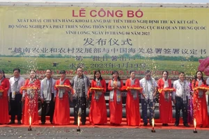 Gần 30 tấn khoai lang đầu tiên bán chính ngạch sang Trung Quốc