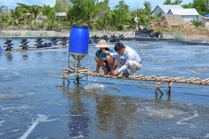 80% cơ sở nuôi tôm nước lợ Kiên Giang được cấp mã số nhận diện