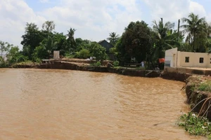 Đồng Tháp: Sạt lở bờ sông Tiền ngày càng nghiêm trọng 