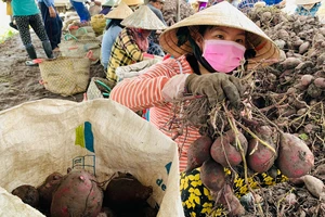 Vĩnh Long tổ chức Festival Nông sản Việt Nam