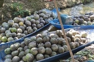 Sợ thua lỗ, thương lái thuê người nhấn 1.590 kg bưởi của chủ vườn xuống ao