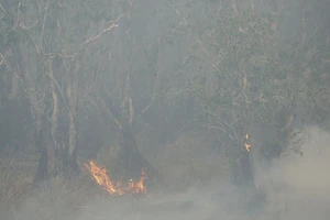 Đang cháy tại Vườn quốc gia Tràm Chim Đồng Tháp