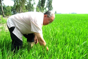 Giáo sư Võ Tòng Xuân - người làm gì cũng nghĩ đến lợi ích của nông dân