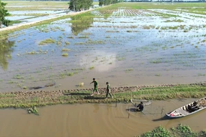 Đồng Tháp ứng phó với triều cường và lũ thượng nguồn