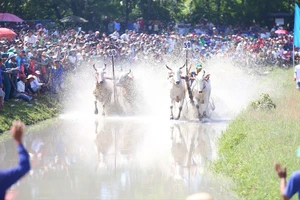 Tranh tài đầy kịch tính tại Hội Đua bò Bảy Núi - An Giang