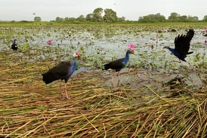 Người hơn 30 năm giữ Vườn Quốc gia Tràm Chim, luôn hy vọng đàn sếu đầu đỏ trở về