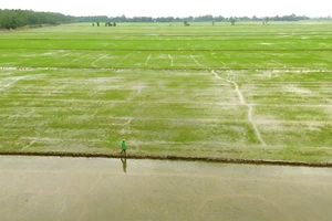 Vườn Quốc gia Tràm Chim: Phát triển mô hình lúa sinh thái kết hợp bảo tồn sếu đầu đỏ